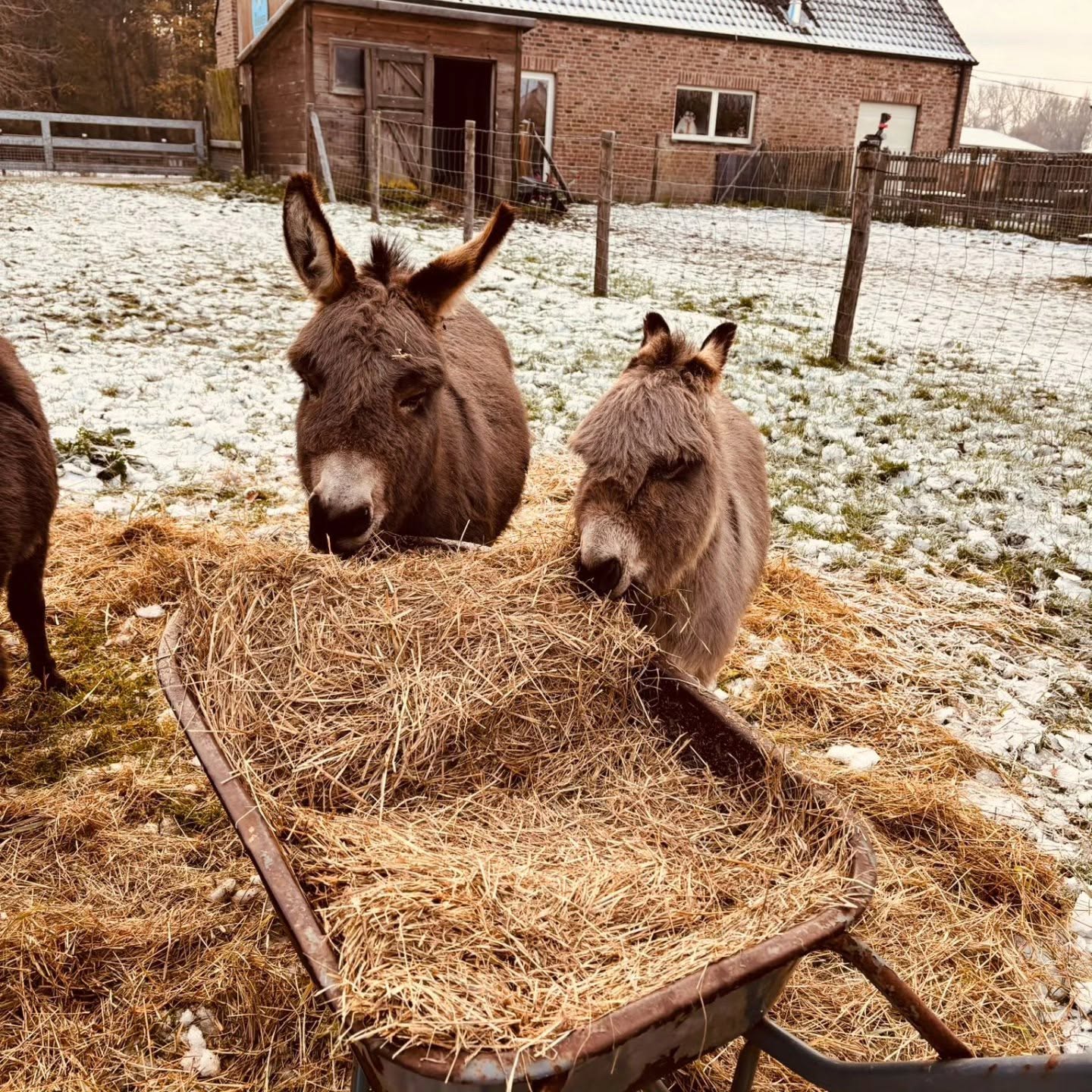 Mini ezeltjes